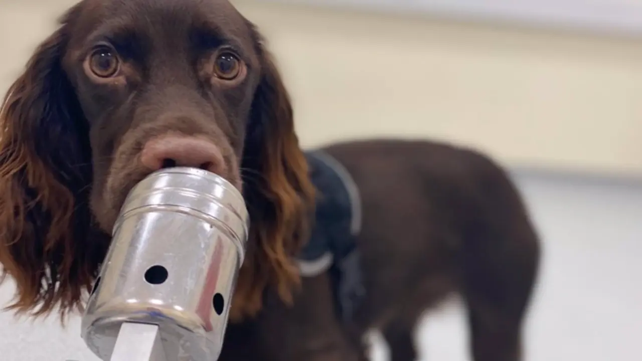 <p> Archivo - Los perros pueden oler cuando estamos estresados. - KERRY CAMPBELL - Archivo </p>