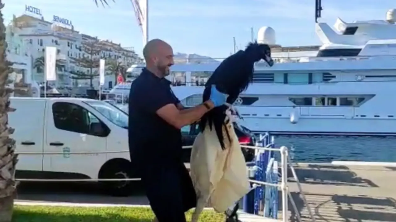 <p> Un ejemplar joven de buitre negro que hab&iacute;a ca&iacute;do al mar en Marbella y que ha sido rescatado - AYUNTAMIENTO DE MARBELLA </p>