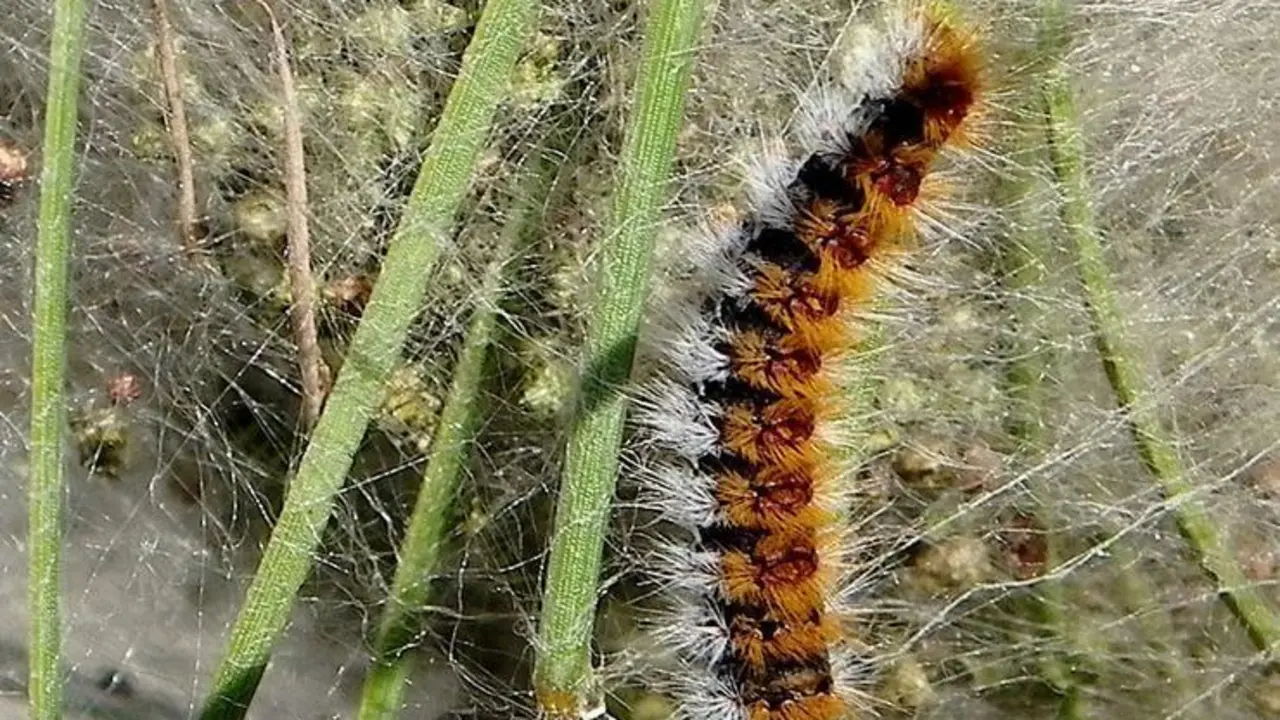 <p> Procesionaria del pino </p>