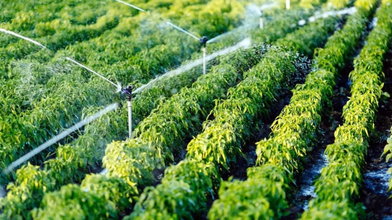 <p> Riego agr&iacute;cola - IDRICA </p>