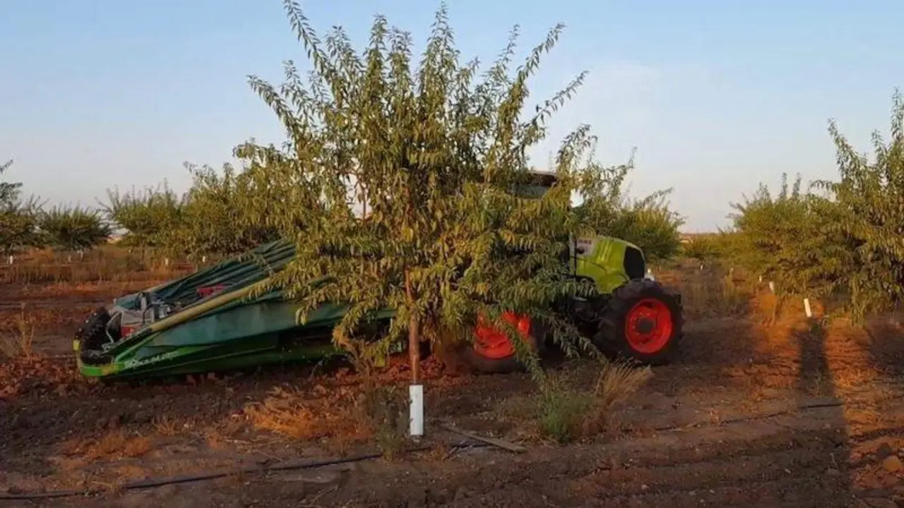 <p> Recolecci&oacute;n de almendros </p>