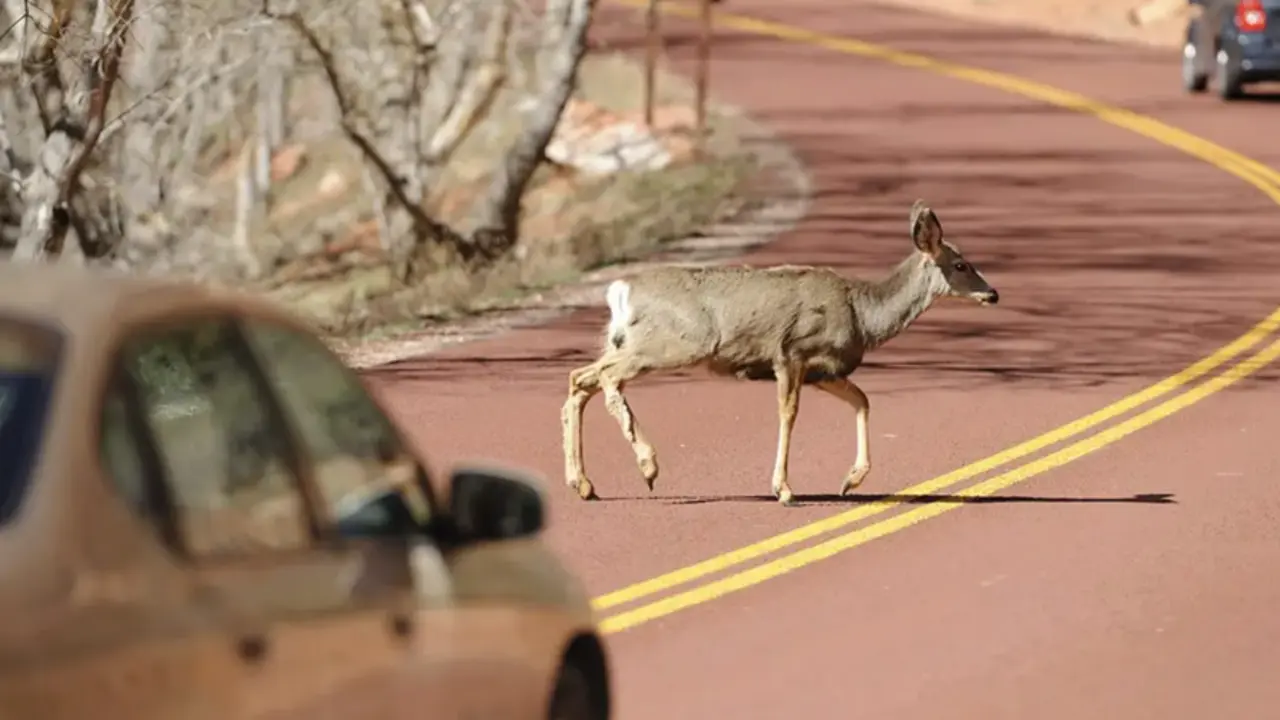 <p> Ciervo en medio de la carretera </p>