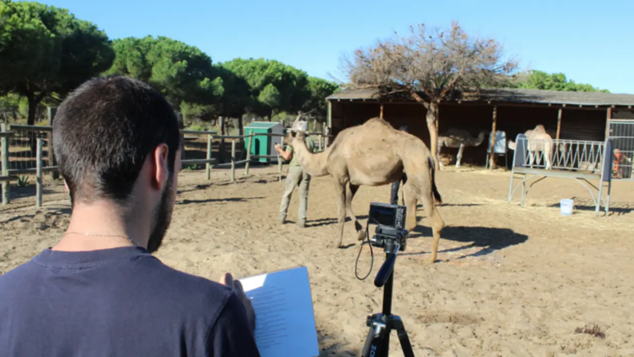 <p> Proceso de tomar medidas a los camellos </p>