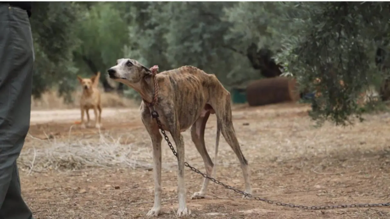 <p> Galgos rescatados, imagen de archivo </p>
