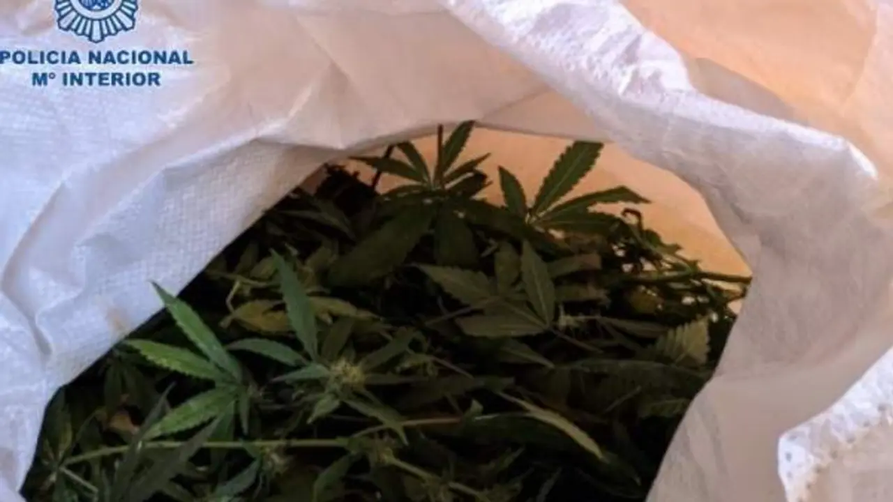 <p> Marihuana. ARCHIVO </p>