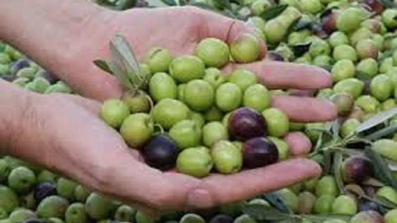  Aceitunas. 