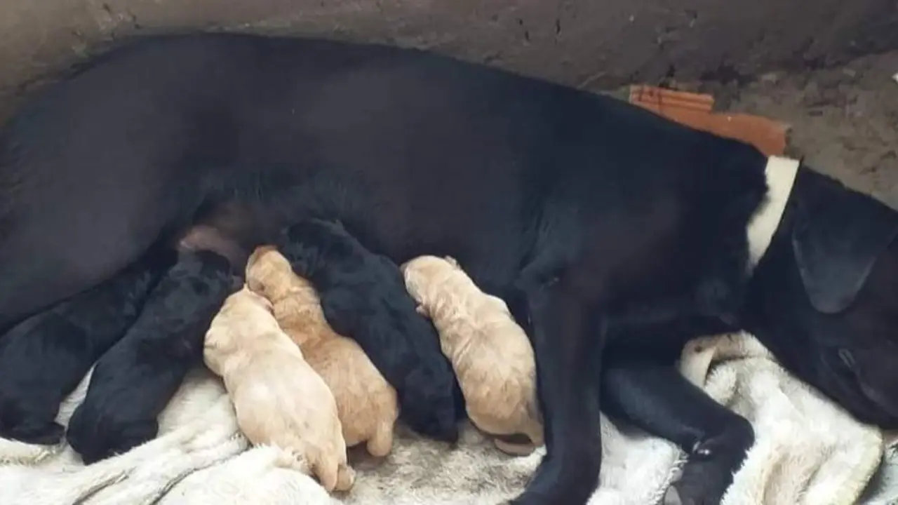  Perro con sus cr&iacute;as.<br>Fuente: Instagram 