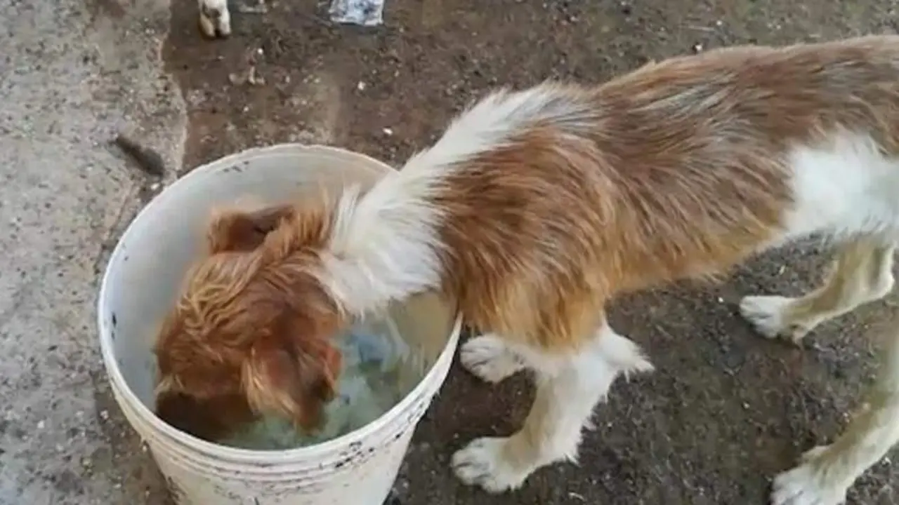  Uno animal maltratado. ARCHIVO 