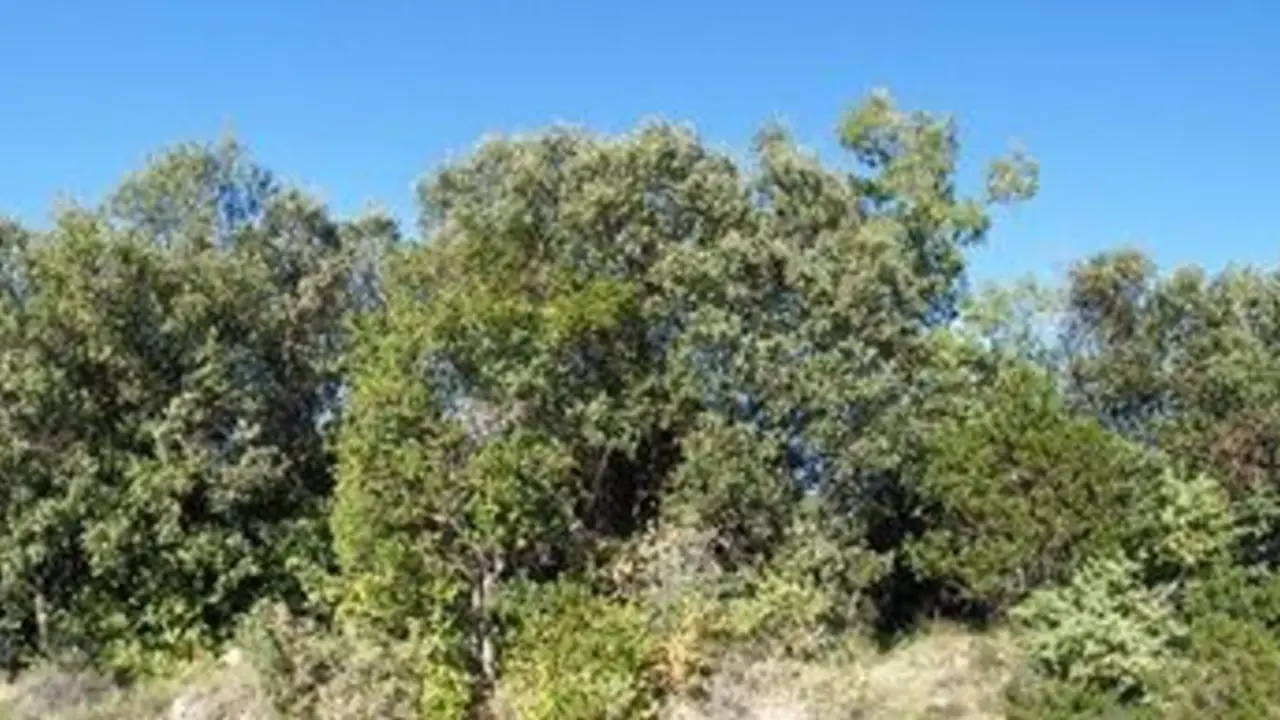  Panorama de uno de los sitios de estudio cerca de Ag&uuml;ero (Huesca). Se ven encinas y quejigos. - UPM 