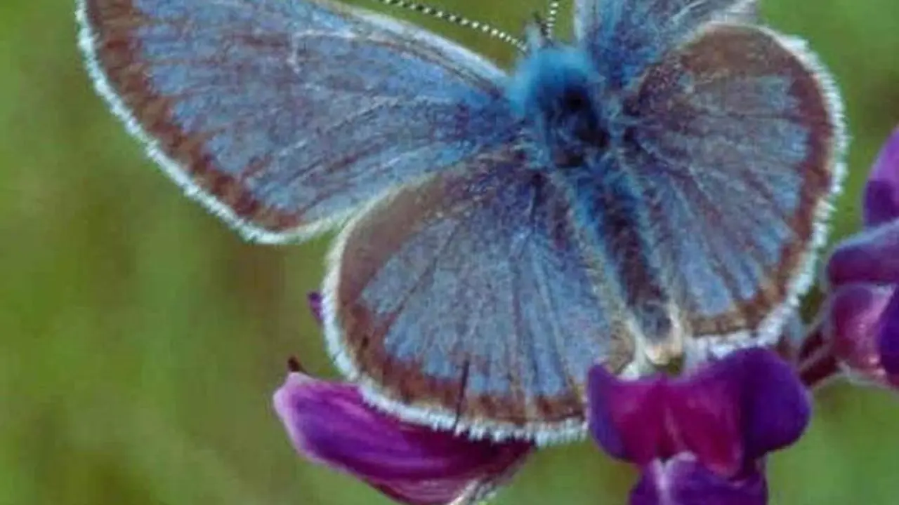  Mariposa Azul de Fender 