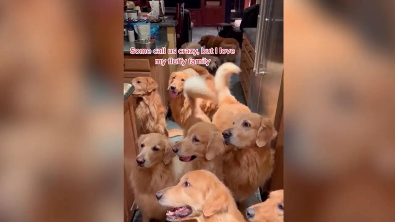  Captura del video donde se ven muchos de los golden retriever 