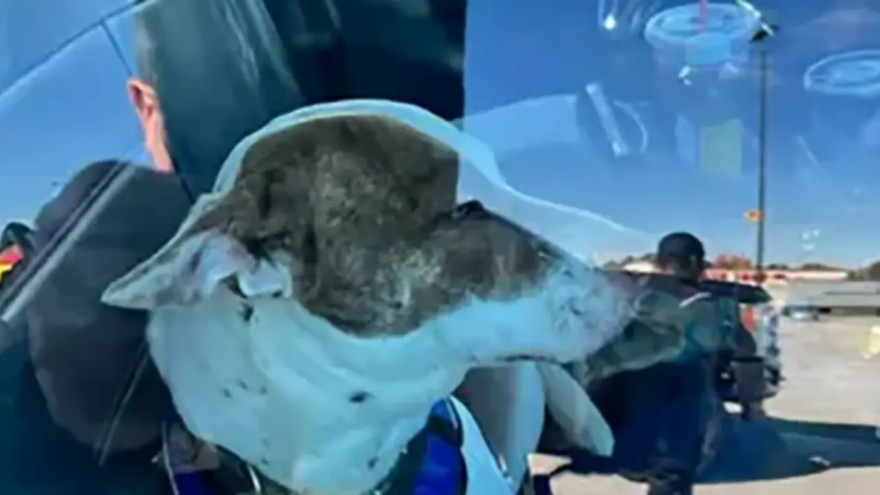  El perro que puso en marcha el veh&iacute;culo 