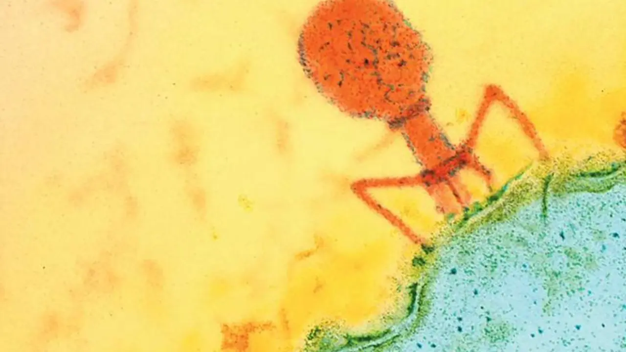  Virus fago infectando una c&eacute;lula bacteriana 