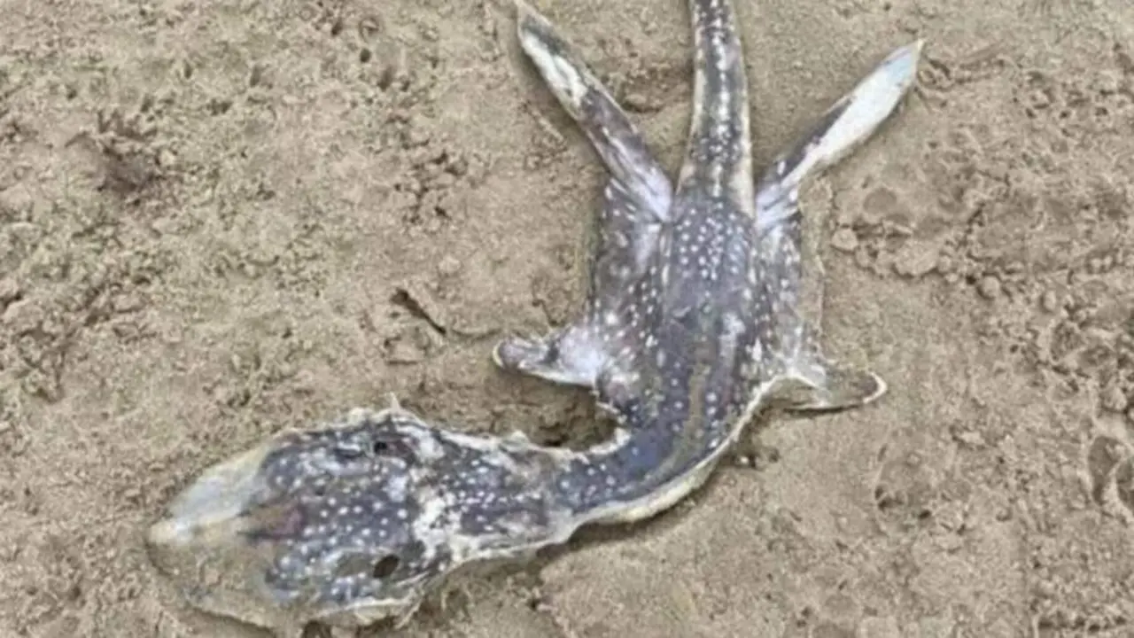  Imagen del 'monstruo' varado en una playa brit&aacute;nica 
