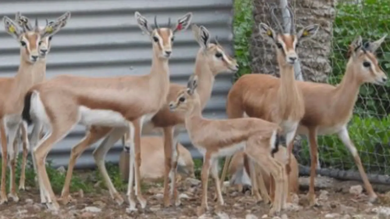  Un estudio con mam&iacute;feros en Andaluc&iacute;a evidencia la existencia de tres etapas diferenciadas en la lactancia. - CSIC 