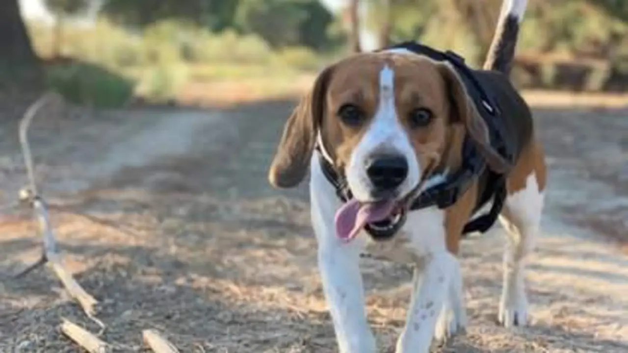  Un perro Beagle - EP 