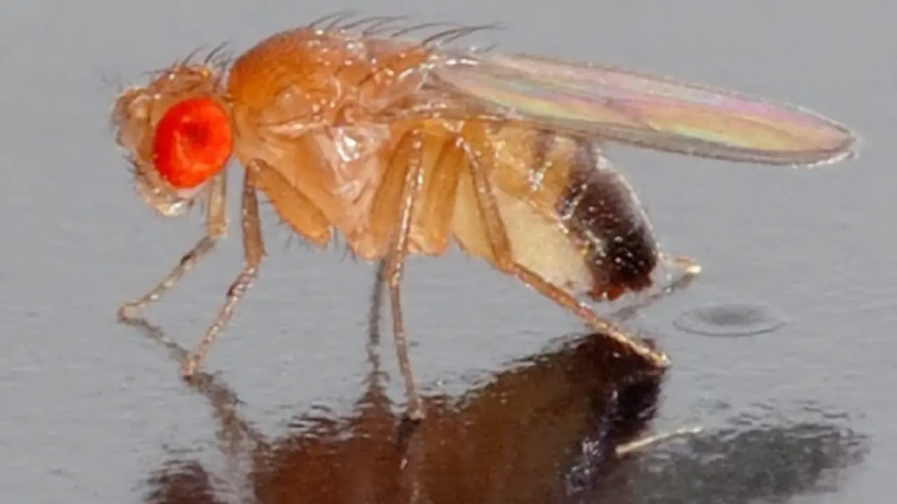  Drosophila melanogaster (mosca del vinagre). / Wikipedia 