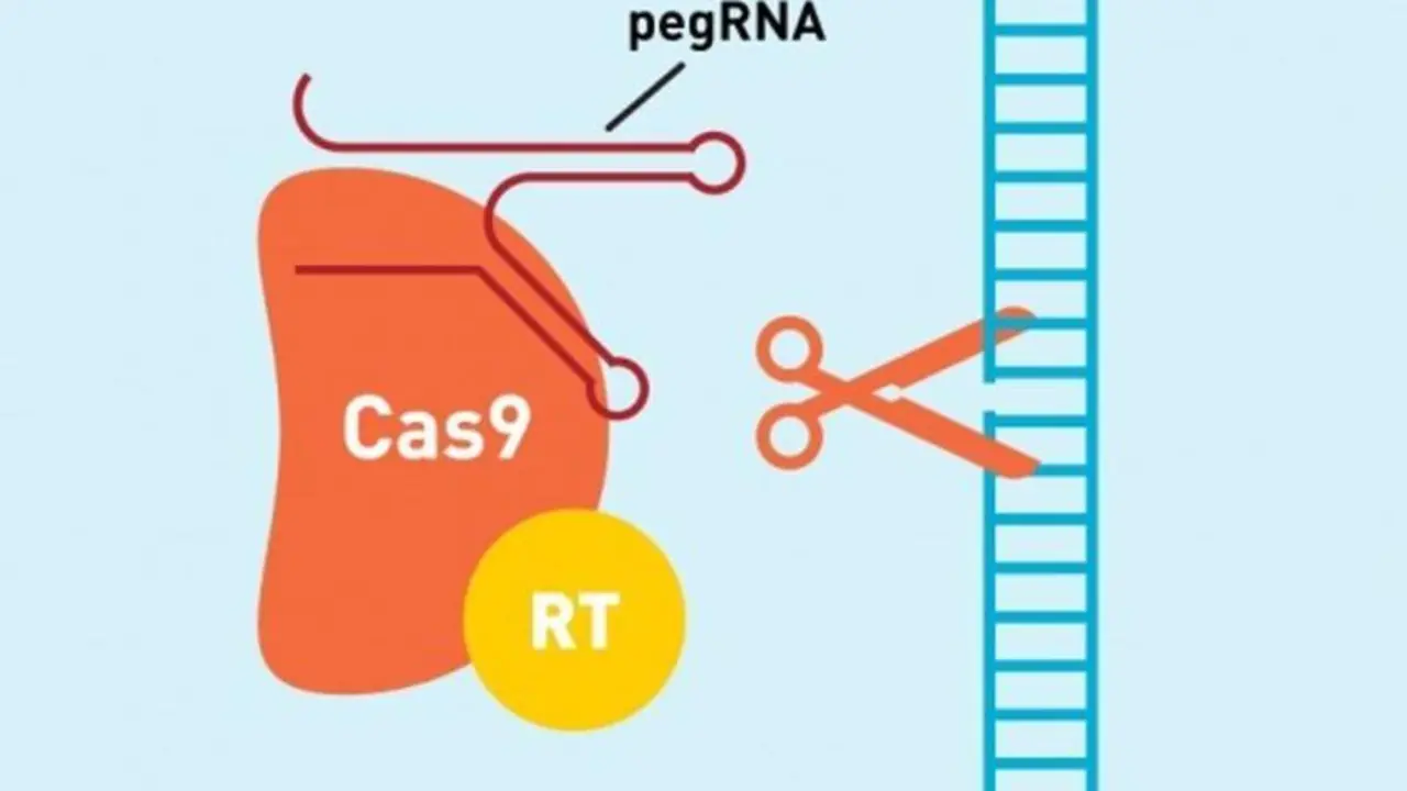  Sistema 'prime editing' de CRISPR para editar el genoma 