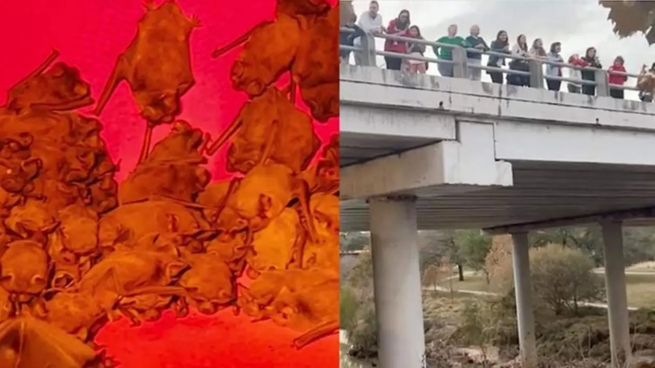  Murci&eacute;lagos bajo el puente de Houston 