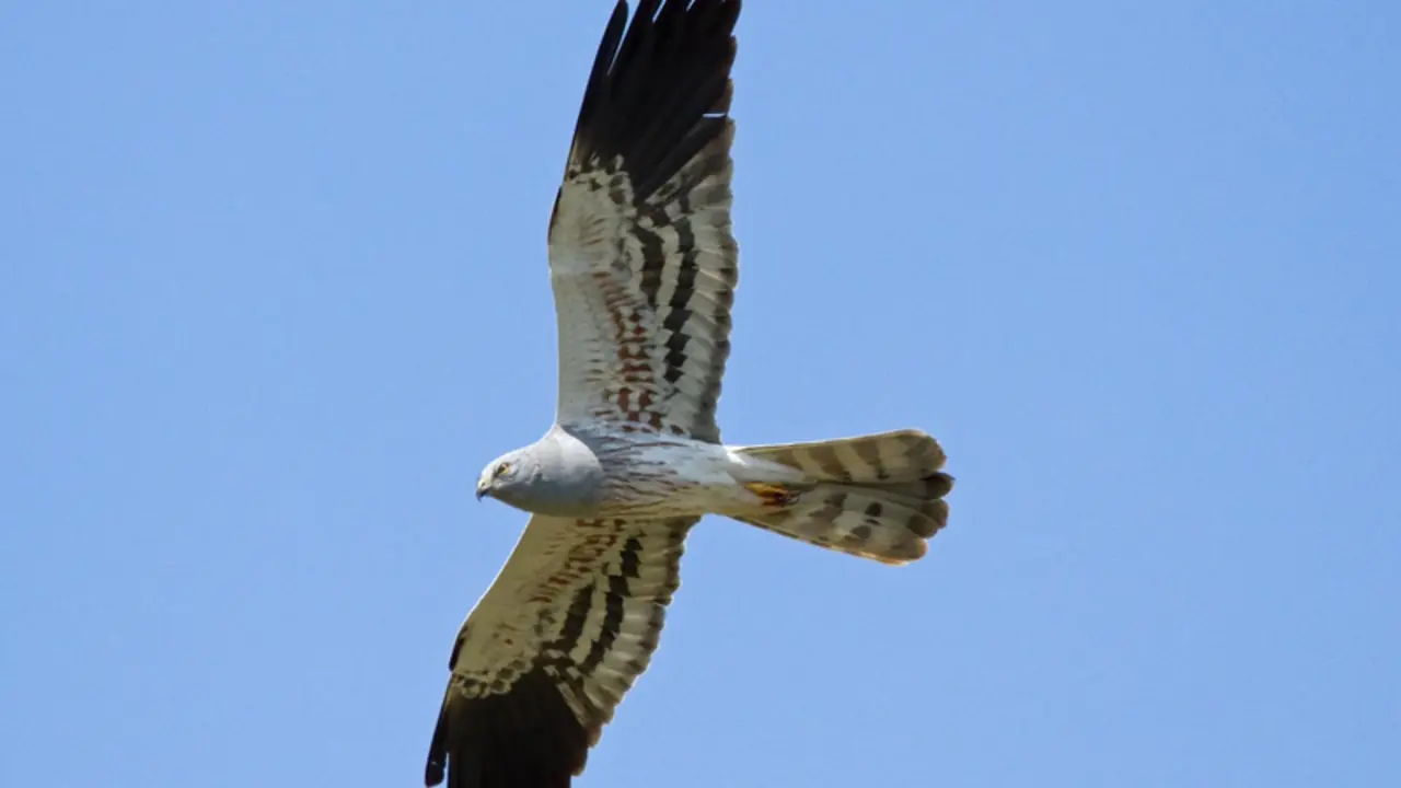  Archivo - Las poblaciones de aguilucho cenizo y aguilucho p&aacute;lido han ca&iacute;do un 23% y un 45% respectivamente entre 2006 y 2017 - SEO/BIRDLIFE - Archivo 
