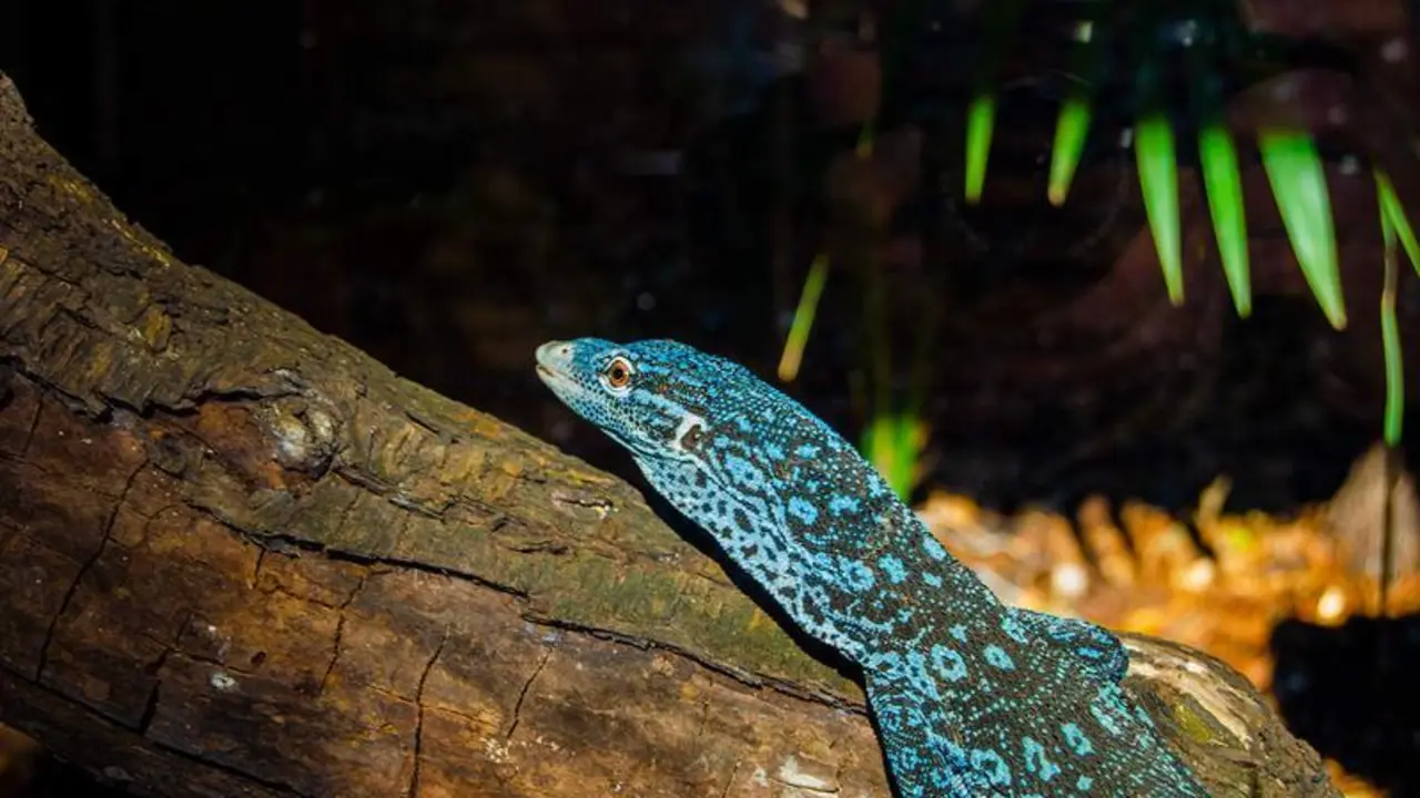  Cr&iacute;a de verano azul, el reptil m&aacute;s bello del mundo 