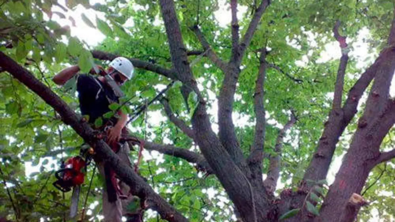  Poda de &Aacute;rboles en C&oacute;rdoba 