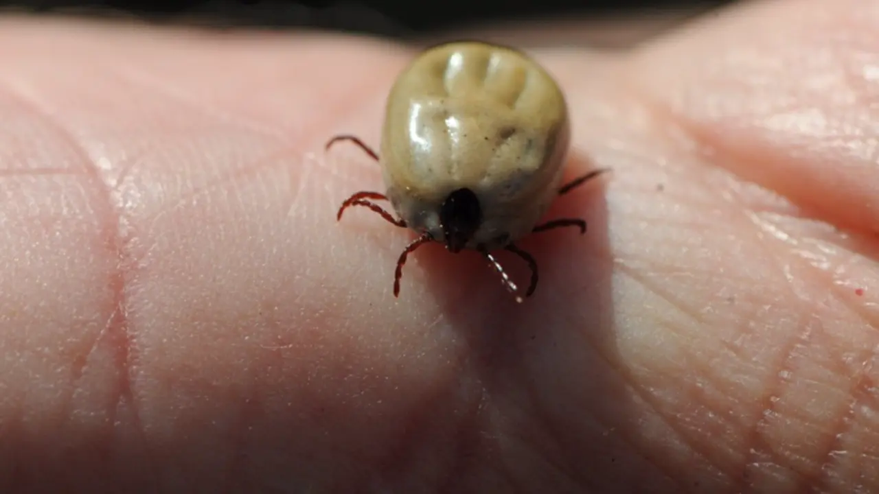  Archivo - Garrapata - COMUNIDAD DE MADRID - Archivo 