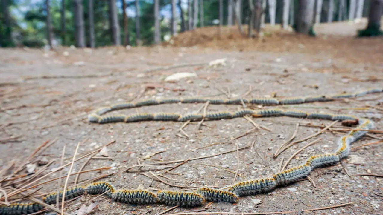  Oruga procesionaria. ZOTAL 