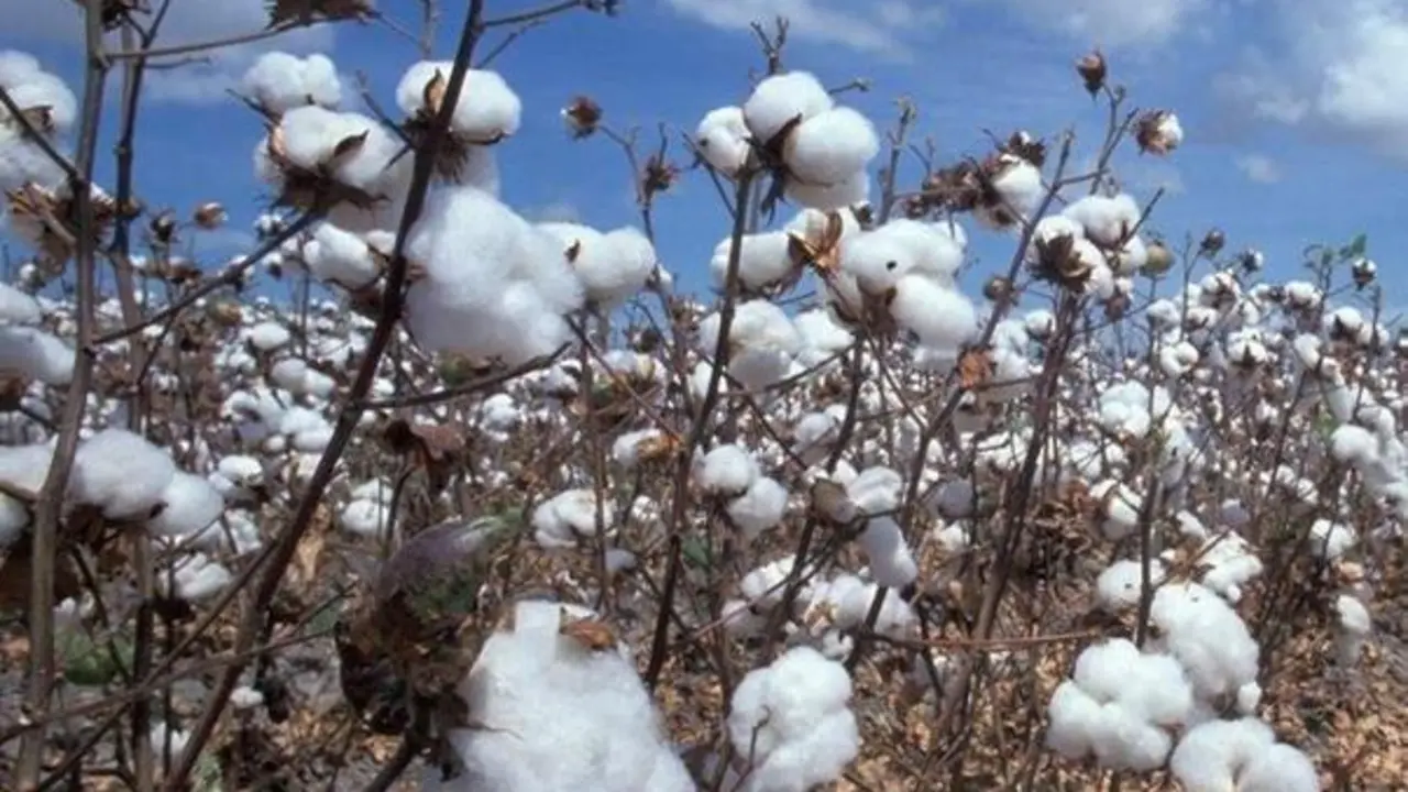  Algod&oacute;n | revistaproagro.com 