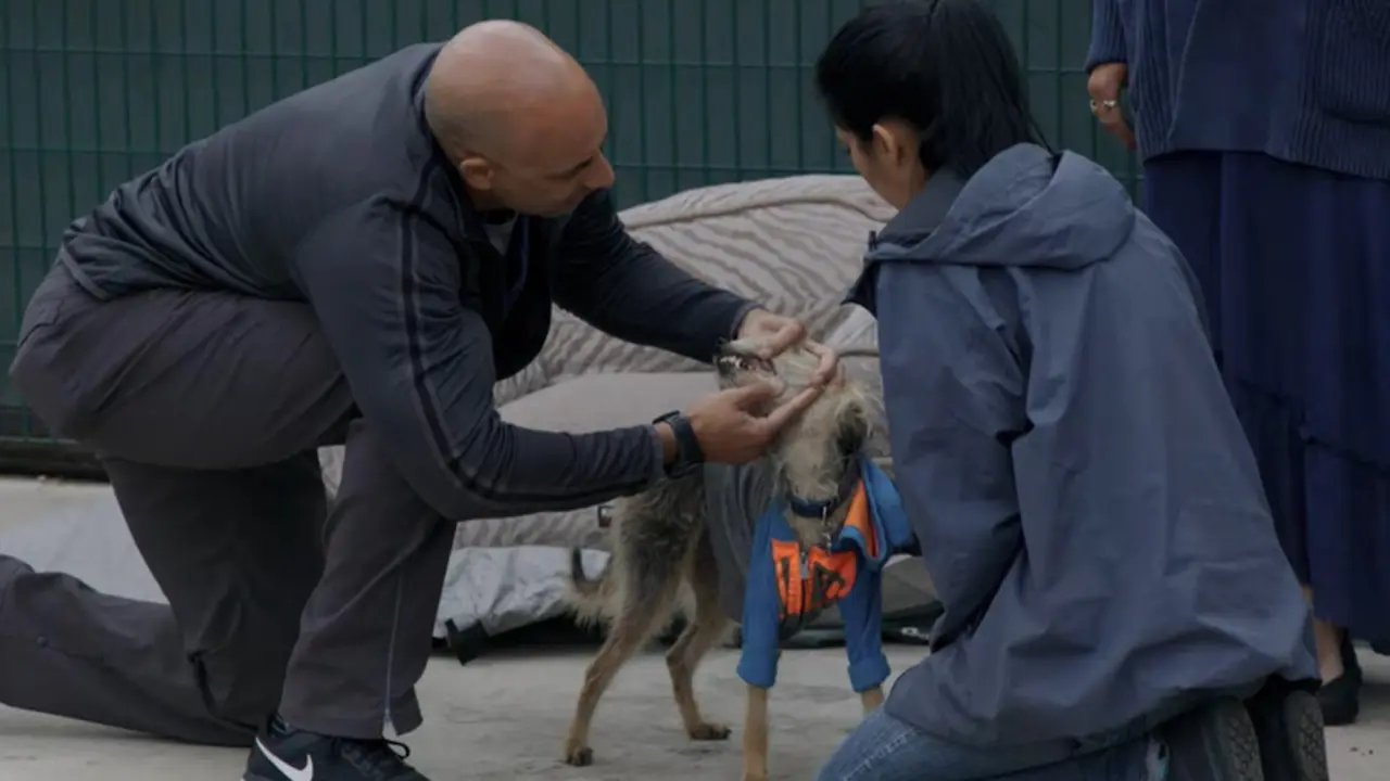  Veterinarios callejeros en EEUU 