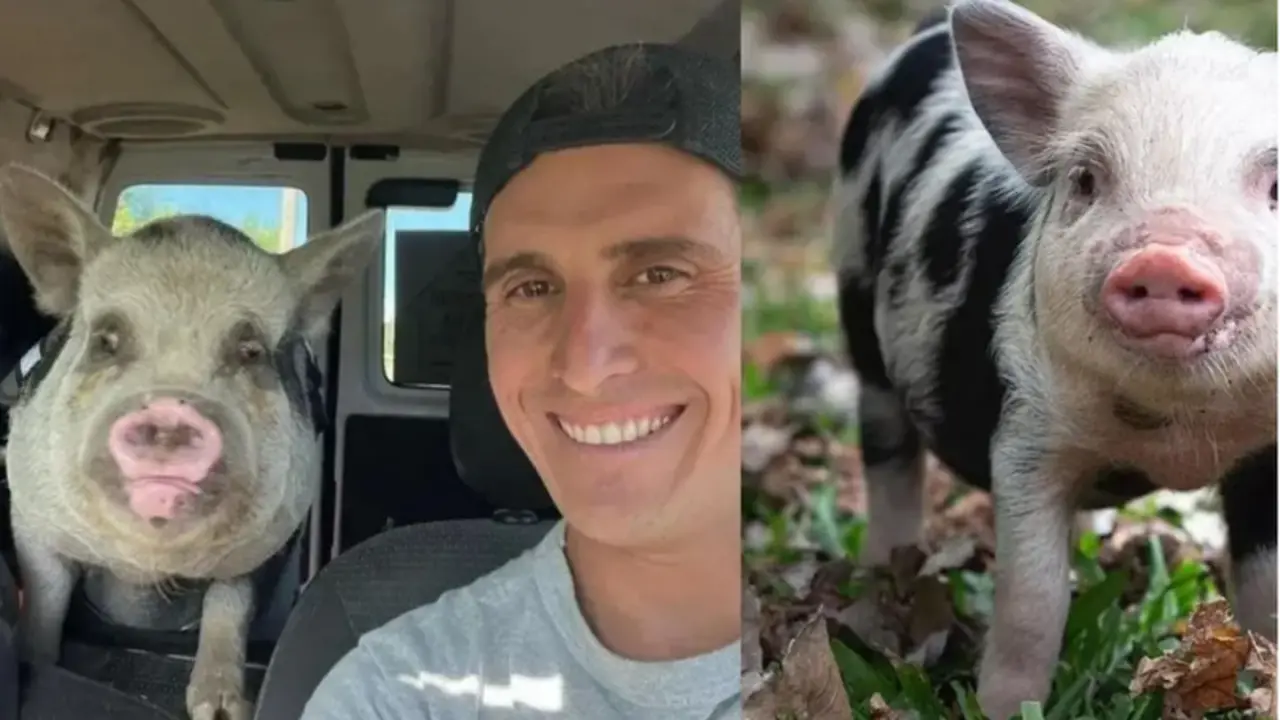  La cerdita Roma y Medina, el falso adoptante 