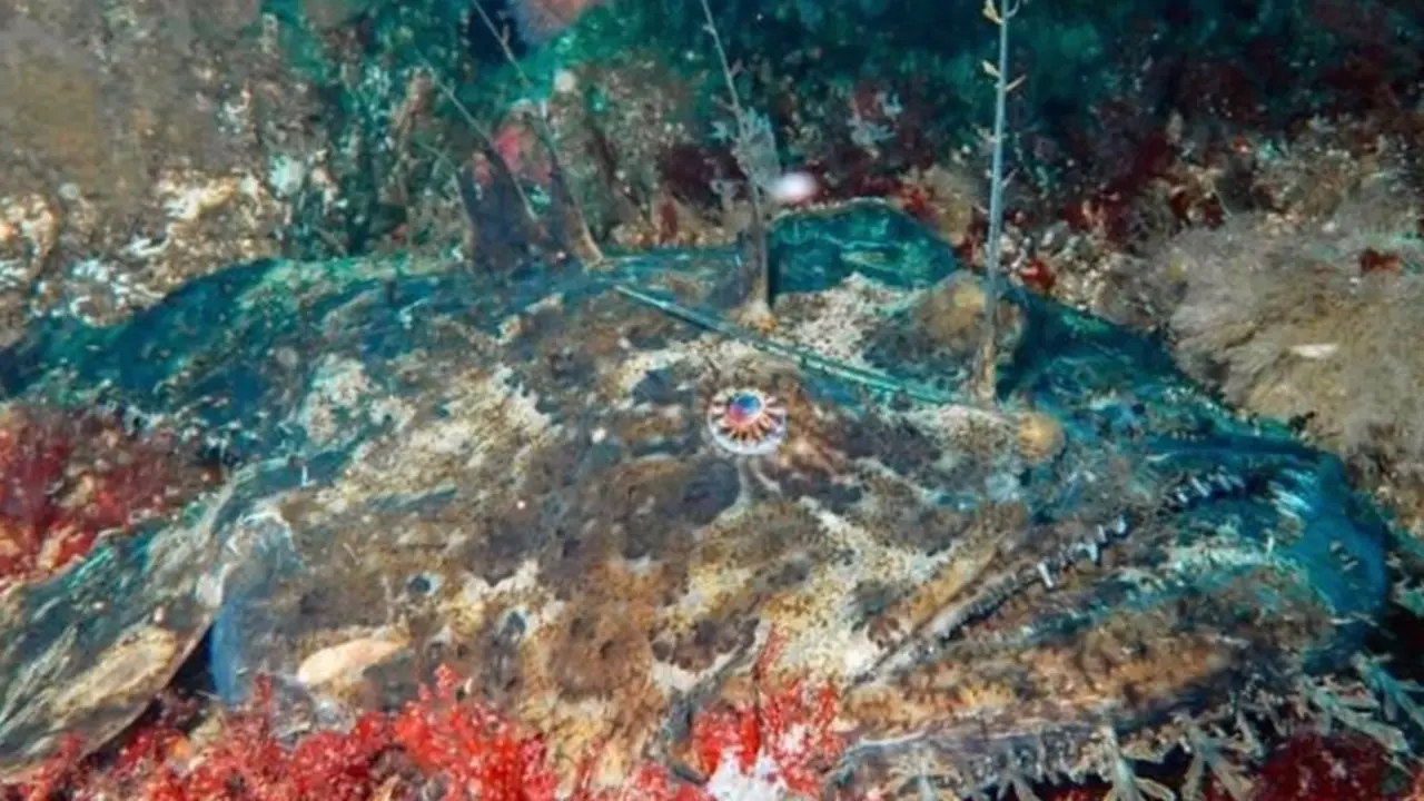  El estudio muestra respuestas distintas de las especies al calentamiento - ICM / VSEVOLOD RUDYI 