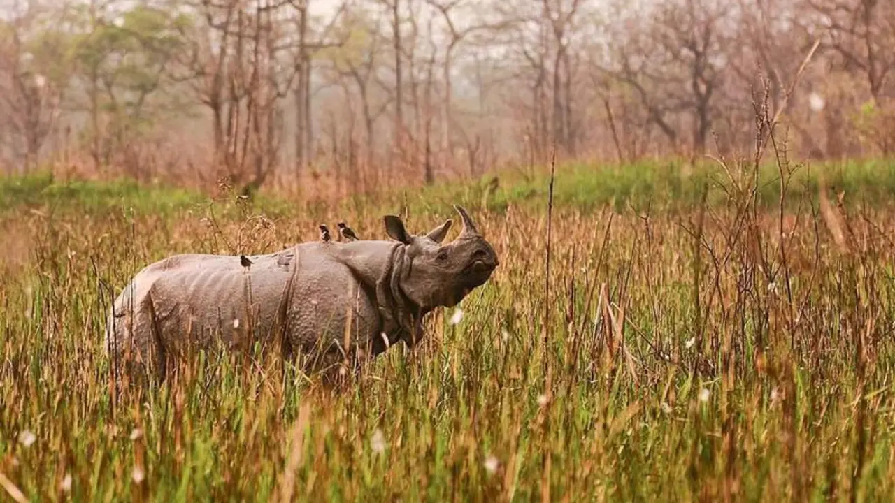  Rinoceronte mayor de un cuerno 