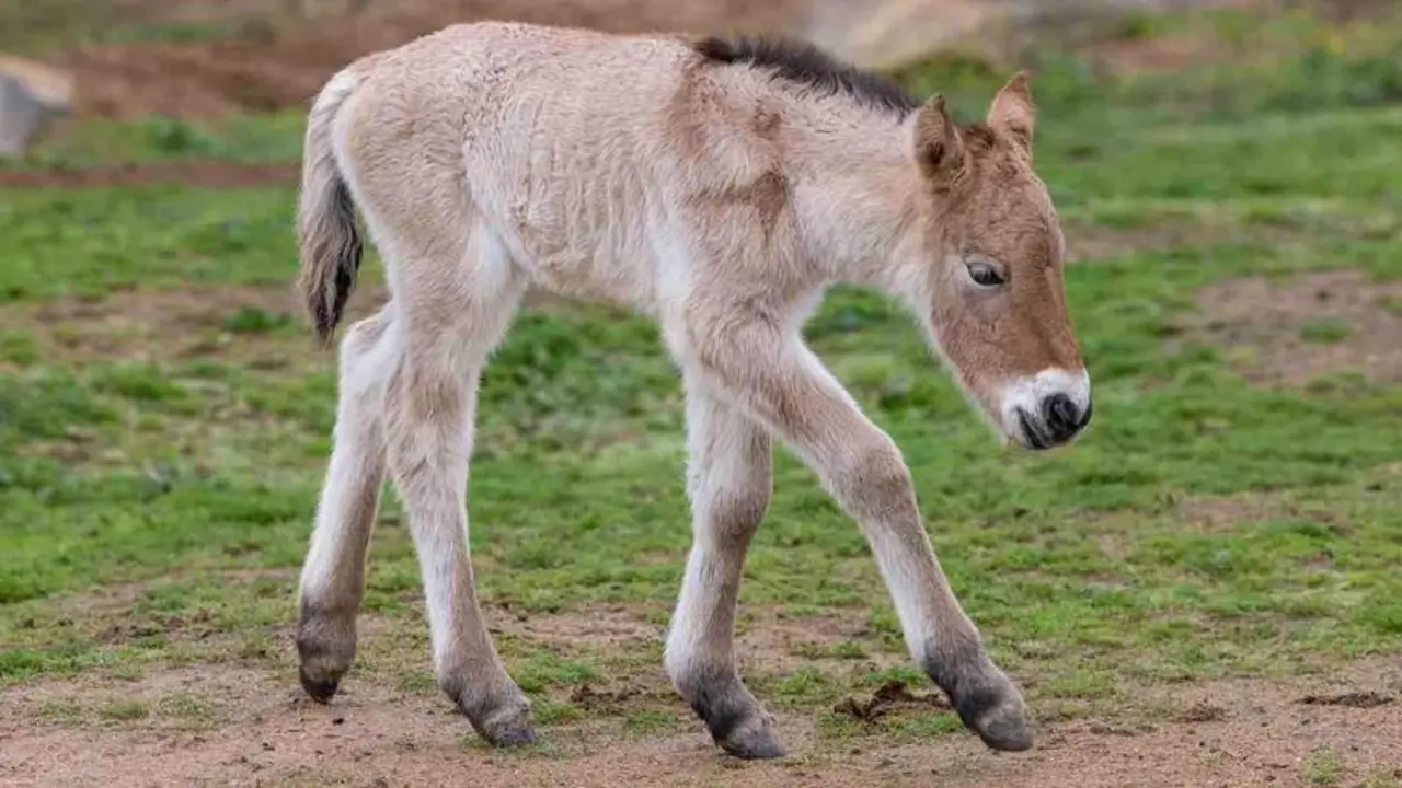  SAN DIEGO (Jan. 27, 2023) &ndash; Conservationists at the nonprofit San Diego Zoo Wildlife Alliance have announced the birth of a Przewalski&rsquo;s horse &mdash;a critically endangered species of wild horse that was categorized as Extinct in the Wild until 1996. The foal is the first Przewalski&rsquo;s horse born at the San Diego Zoo Safari Park since 2014, and is one of only four individuals born in North America over the past year <br><br>&ldquo;Every birth is a tremendous moment, so we are elated by this new foal,&rdquo; said Kristi Burtis, wildlife care director at the San Diego Zoo Safari Park. &ldquo;We&rsquo;ve had more than 157 Przewalski&rsquo;s horses born at the Zoo and the Safari Park. They are an important wild horse species, and this new foal, along with each individual that was born at our parks, bolsters their fragile population&mdash;and represents our deep commitment to conserving them for future generations.&rdquo;  <br><br>The youngster was born as part of a breeding recommendation through AZA&rsquo;s Przewalski&rsquo;s horse Species Survival Plan&reg;&mdash;a program that ensures genetic diversity is represented among Przewalski&rsquo;s horse populations, overseen by conservationists nationwide. Formerly extinct in the wild, the Przewalski&rsquo;s horse has survived for the past 40 years almost entirely in zoos around the world, and nearly all of the surviving horses are related to 12 Przewalski&rsquo;s horses born in native habitats. Ongoing reintroductions of Przewalski&rsquo;s horses into their native habitats have established several herds in grasslands in China and Mongolia to maintain genetic variation, however scientists believe more work needs to be done to ensure the species&rsquo; future survival.  <br><br>In the past few years, scientists have started using new tools, such as San Diego Zoo Wildlife Alliance&rsquo;s Biodiversity Bank, to expand the strength of the species&rsquo; population. Through a collaborative effort, science teams from the nonprofit Revive & Restore, the animal cloning company ViaGen Pets & Equine, and San Diego Zoo Wildlife Alliance were able to achieve the world&rsquo;s first successfully cloned Przewalski&rsquo;s horse in 2020. Kurt was born to a surrogate mother&mdash;a domestic quarter horse&mdash;and is the clone of a male Przewalski&rsquo;s stallion whose DNA was cryopreserved 42 years ago in the Alliance&rsquo;s Wildlife Biodiversity Bank.  <br><br>&ldquo;Kurt is significant to his species because he offers the hope of bringing back lost genetic diversity to the population,&rdquo; said Nadine Lamberski, DVM, Dipl. ACZM, Dipl. ECZM (ZHM), chief conservation and wildlife health officer for San Diego Zoo Wildlife Alliance. &ldquo;It is imperative to do everything we can to save this genetic diversity before it disappears.&rdquo;  <br><br>The colt was named &ldquo;Kurt&rdquo; in honor of Kurt Benirschke, M.D., who joined the Zoo&rsquo;s research committee in 1970, and worked as the Zoo&rsquo;s director of research from 1974 to 1986, when he became a member of the organization&rsquo;s Board of Trustees. He was instrumental in founding the conservation research program at San Diego Zoo Wildlife Alliance, including the Frozen Zoo&reg;, a critical component of San Diego Zoo Wildlife Alliance&rsquo;s Wildlife Biodiversity Banking efforts.  Dr. Benirschke died in 2018 at the age of 94. <br><br>Safari Park guests can visit Kurt in the Central Asia savanna habitat; and see the rest of the herd, including the new foal, in the Przewalski&rsquo;s horse habitat next door.  <br><br>### <br> 