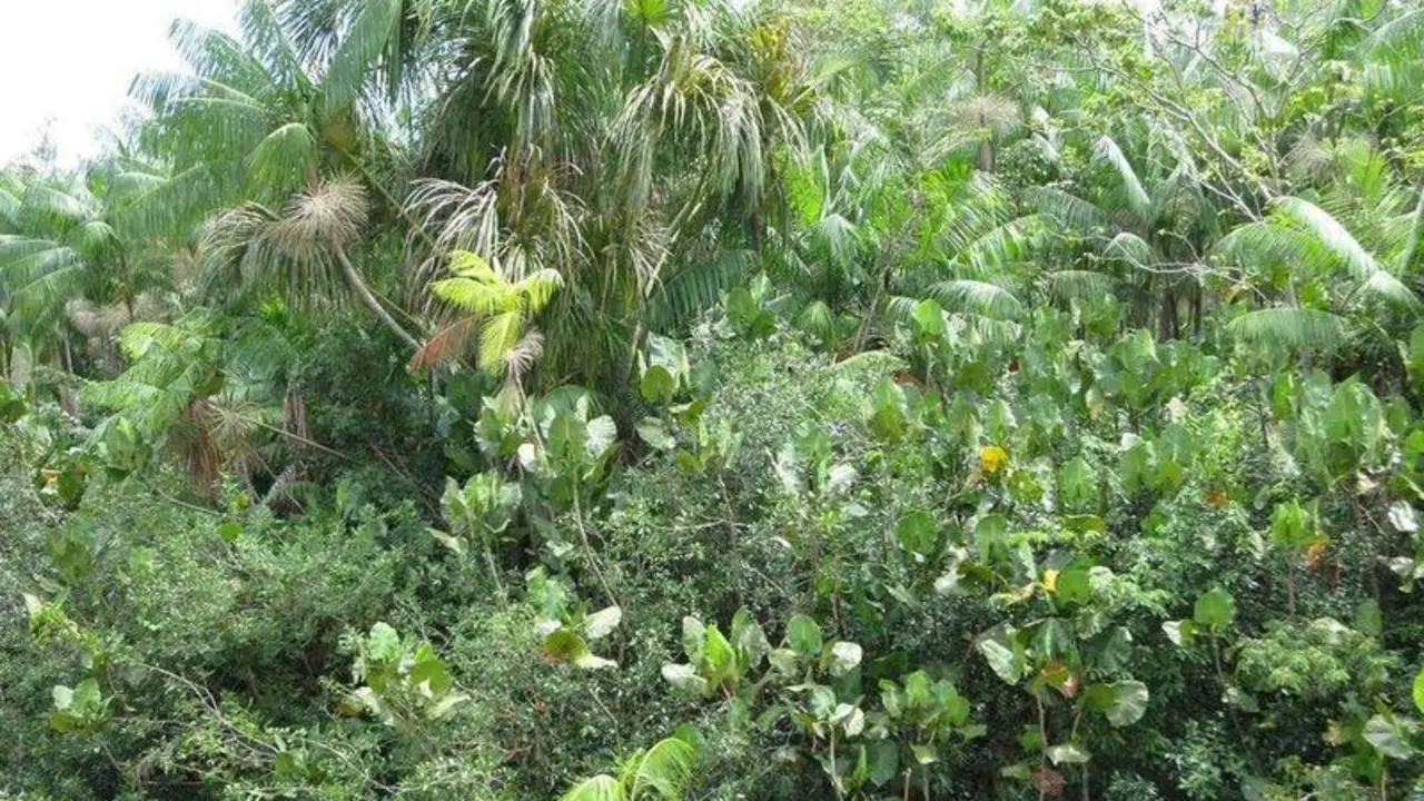  Selva amaz&oacute;nica. Pixabay 