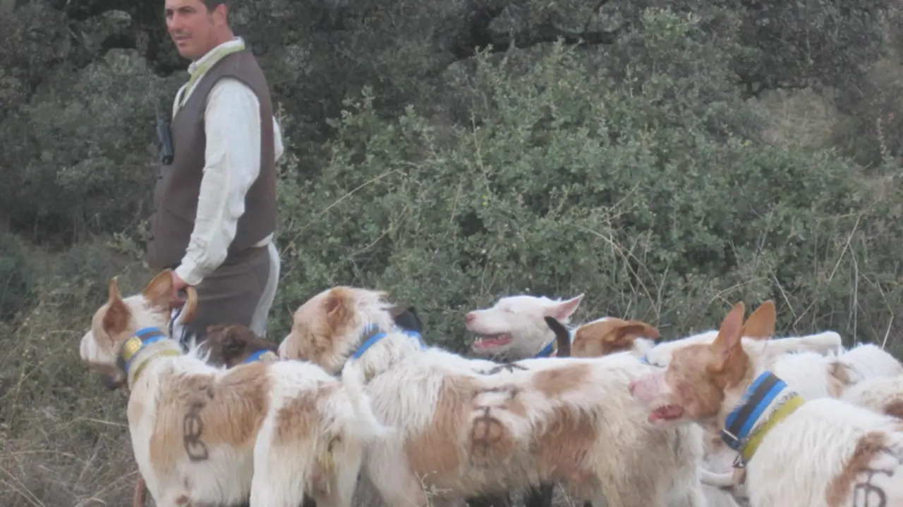  Archivo - Una rehala de podencos (Foto de archivo). - EUROPA PRESS/DIPUTACI&Oacute;N DE C&Oacute;RDOBA - Archivo 