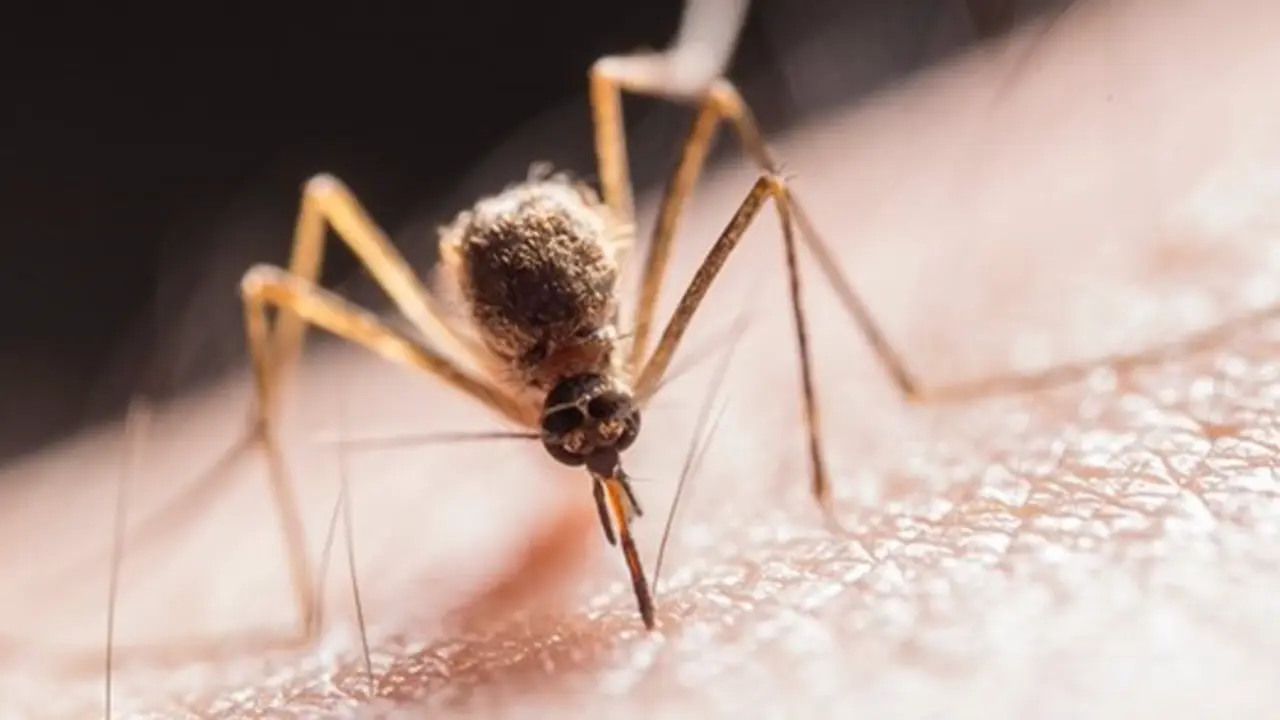  Archivo - Detectan el par&aacute;sito que provoca la leishmaniosis mediante el reciclado de datos gen&oacute;micos - JIMMY CHAN - Archivo 