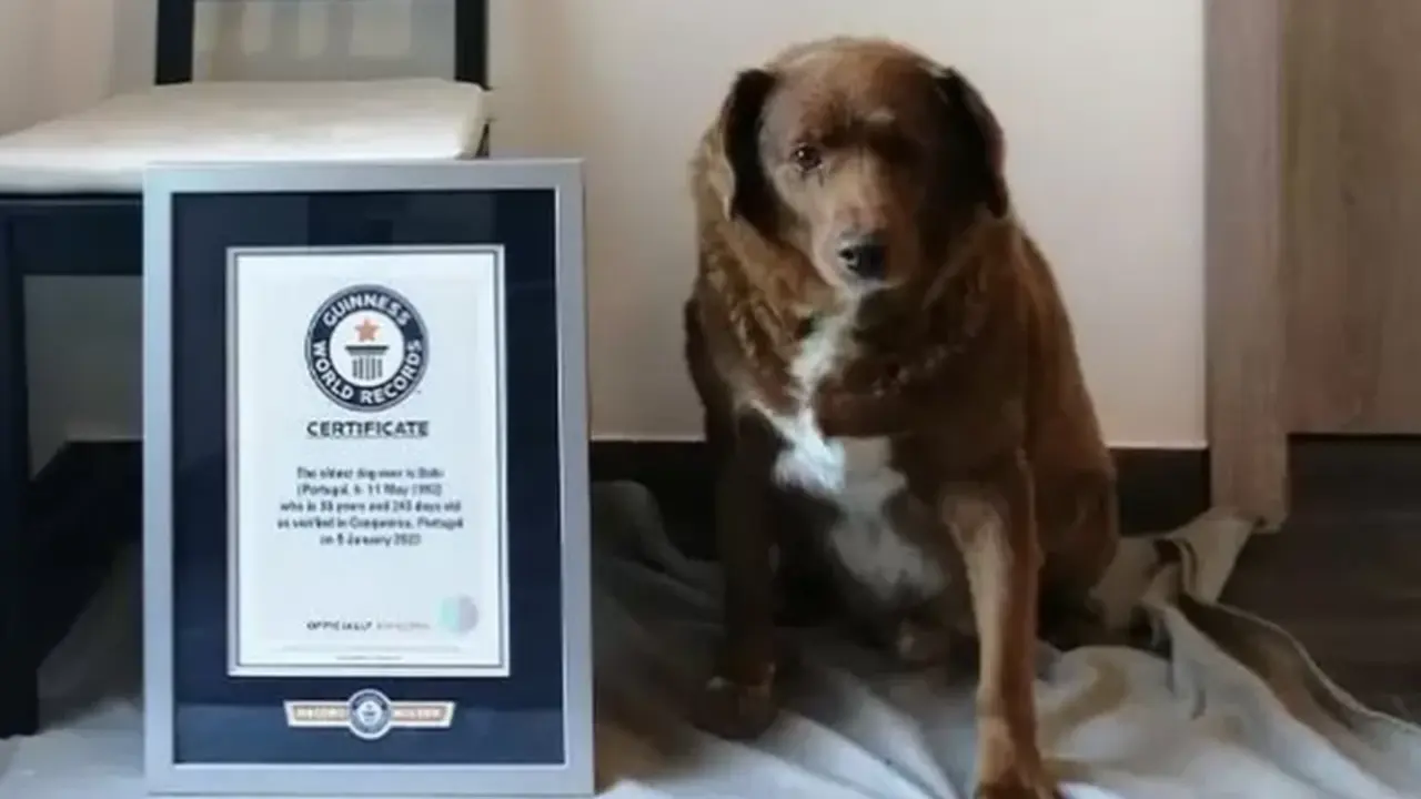  Bobi, el perro con m&aacute;s edad del mundo 