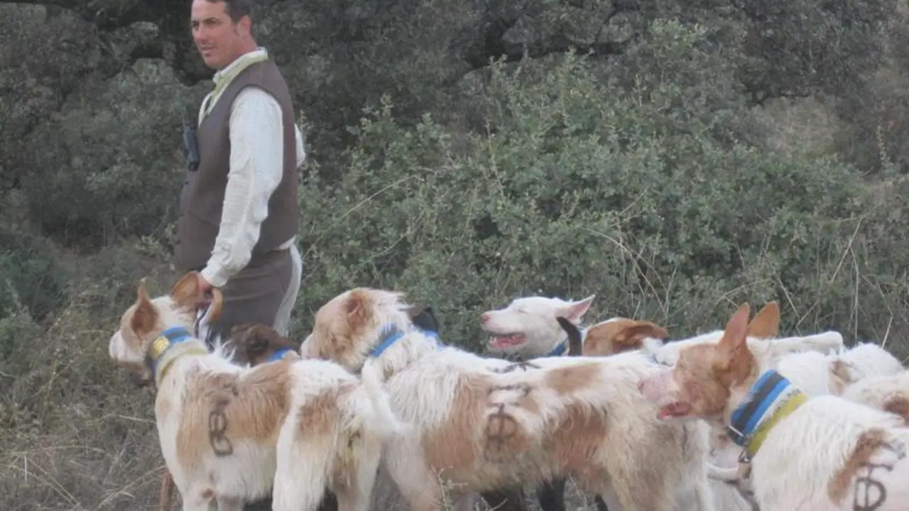  Una rehala de podencos 