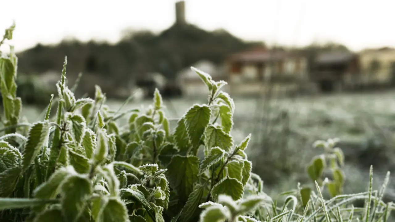  Vegetaci&oacute;n afectada por las heladas en el concello de Sandi&aacute;s, a 24 de enero de 2023, en Ourense, Galicia (Espa&ntilde;a). - Rosa Veiga - Europa Press 