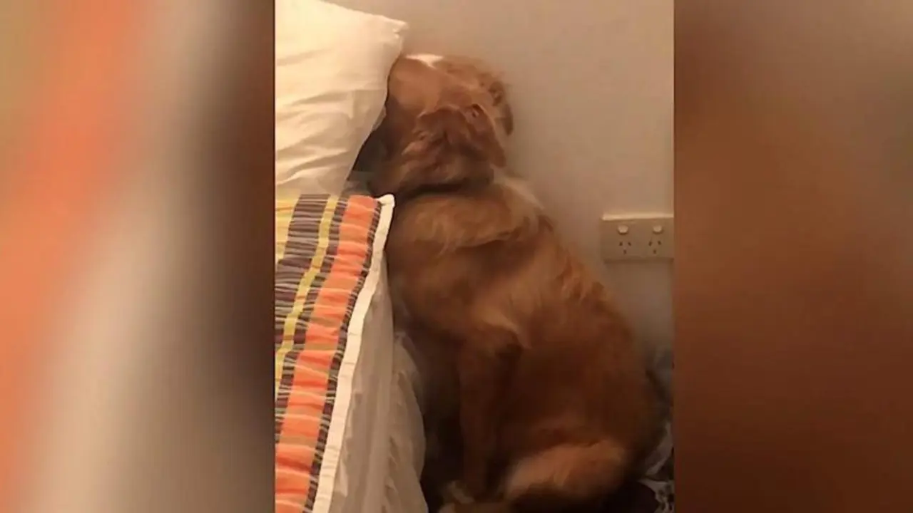  El perro oculto sint&iacute;ndose culpable 