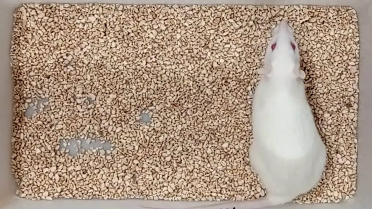  Sima in the lab -- how long will she live? - YUVAN RESEARCH INC./PR NEWSWIRE 