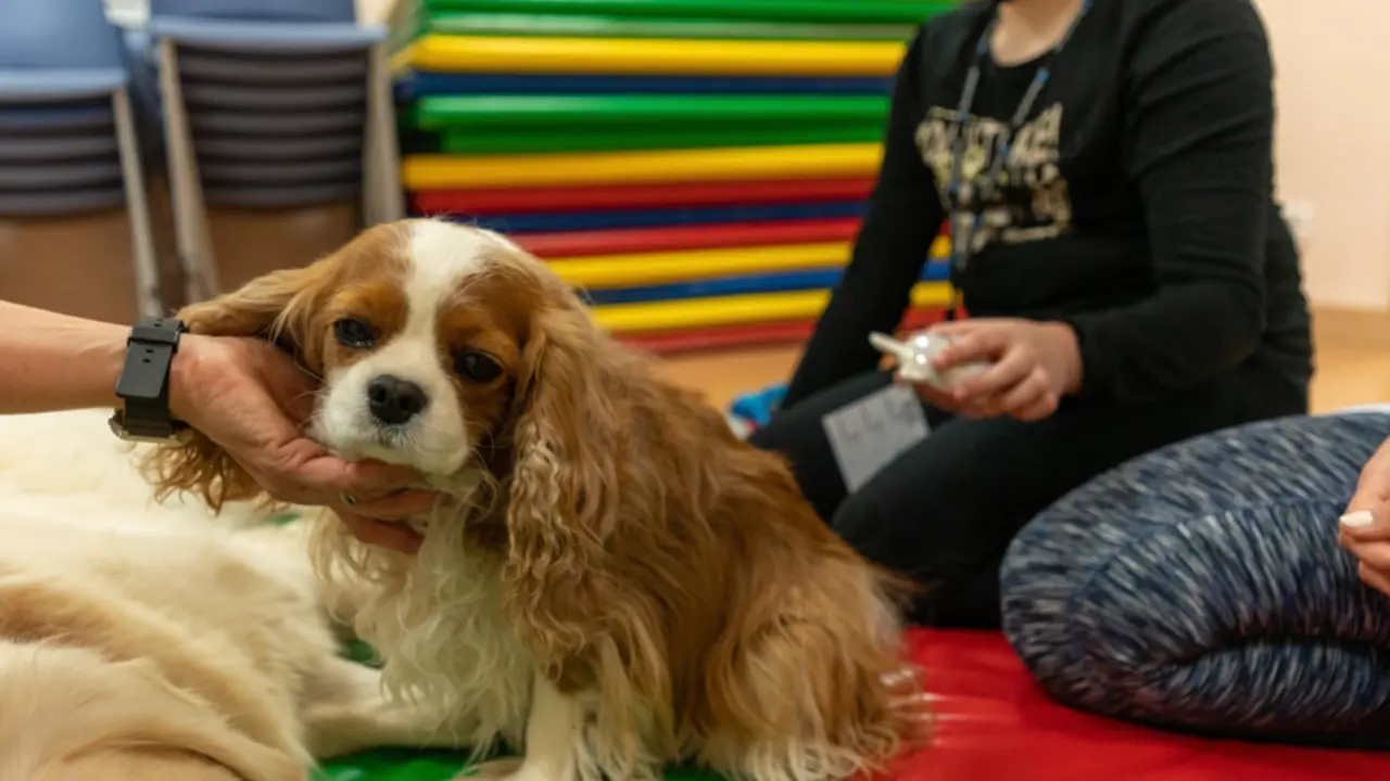  Archivo - Un estudio confirma los beneficios de la terapia con perros - HOSPITAL CL&Iacute;NIC - Archivo 