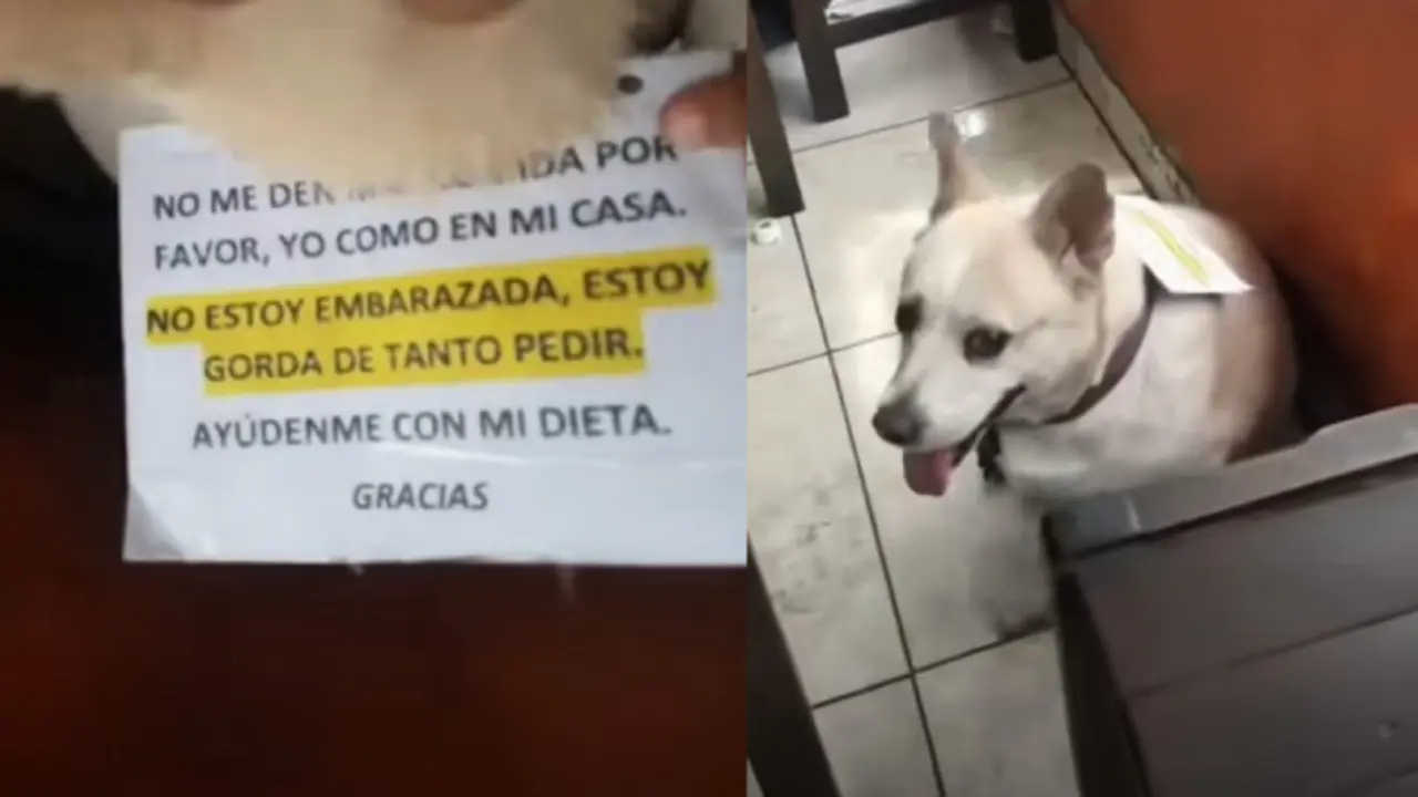  El cartel que lleva colgada la perrita 
