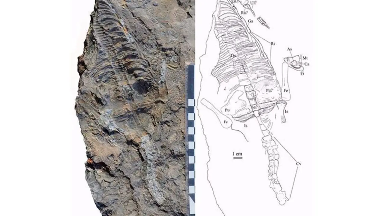  Parte De Los Restos Del Reptil Marino Del Tri&aacute;sico Medio De Ceheg&iacute;n (Murcia) 