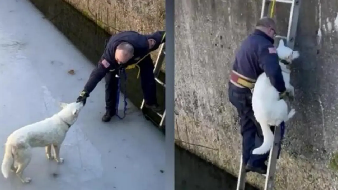  Firefighters rescue the trapped dog Ivy &ndash; released by Alicia Rosa, Pound Buddies 