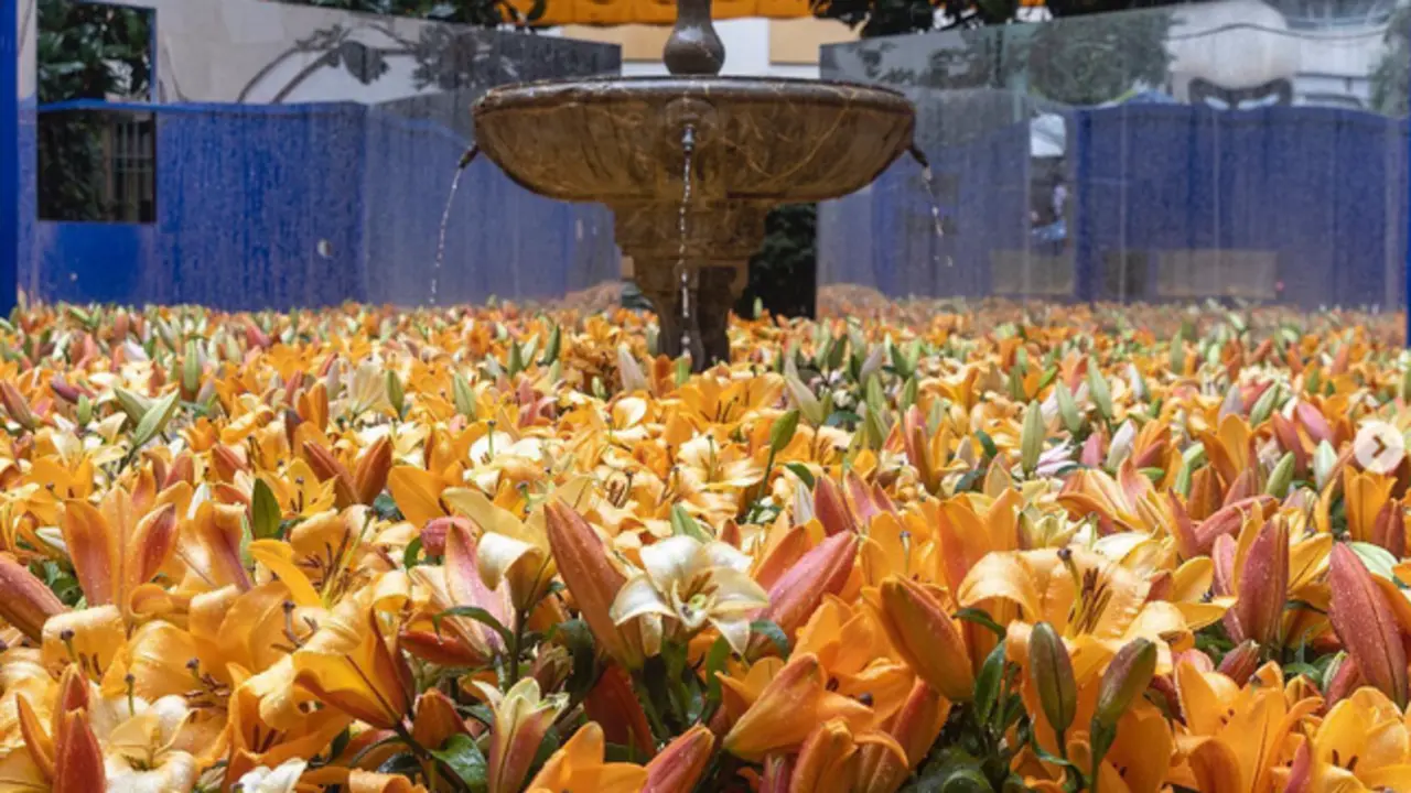  Festival Internacional de Flores Flora 2022 - Instagram 