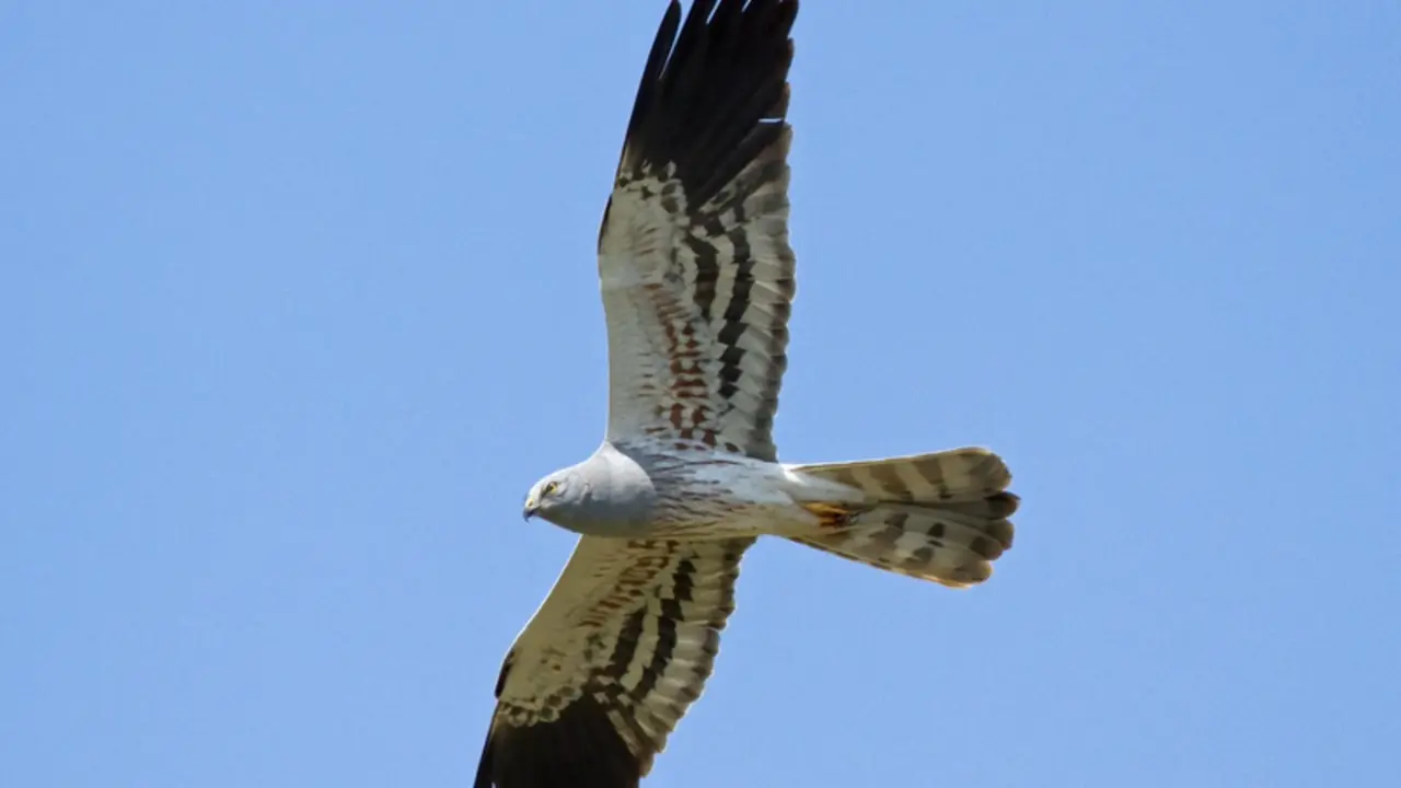  Archivo - Advierten del riesgo de extinci&oacute;n para dos especies de aguiluchoscon los nuevos proyectos e&oacute;licos para Galicia - SEO/BIRDLIFE - Archivo 