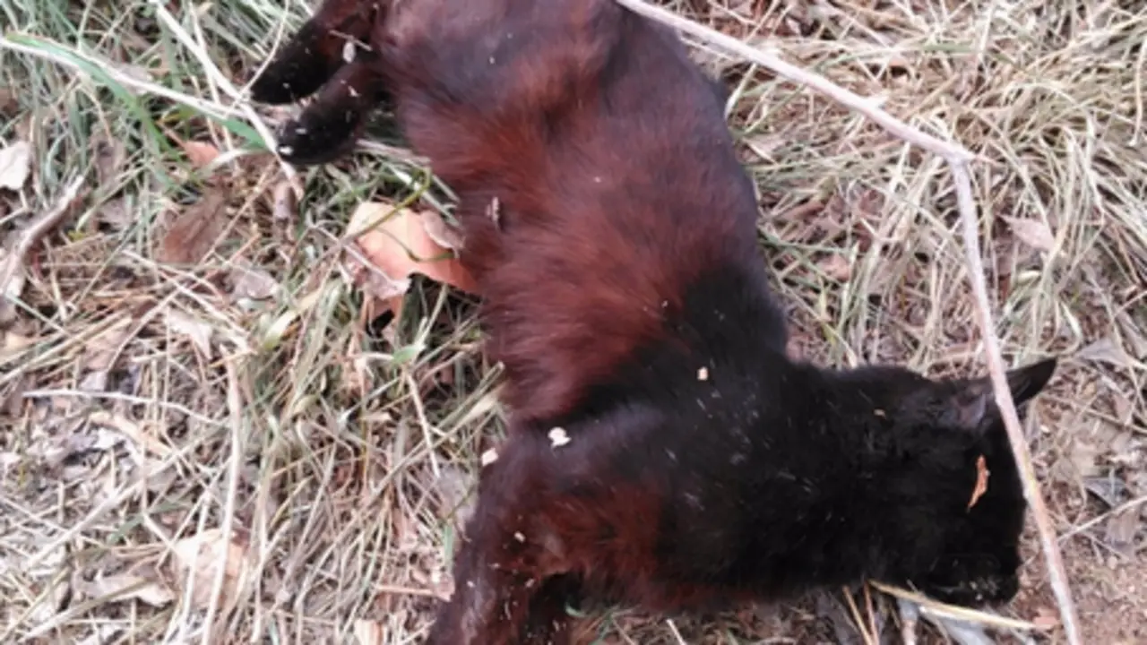  Pacma viene denunciando la aparici&oacute;n de gatos muertos de forma violenta - PACMA 