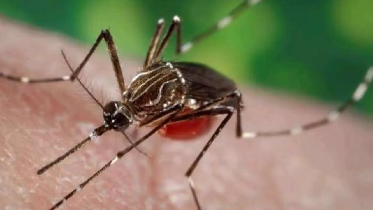  Archivo - Ejemplar de mosquito Aedes aegypti - GOBIERNO DE CANARIAS - Archivo 